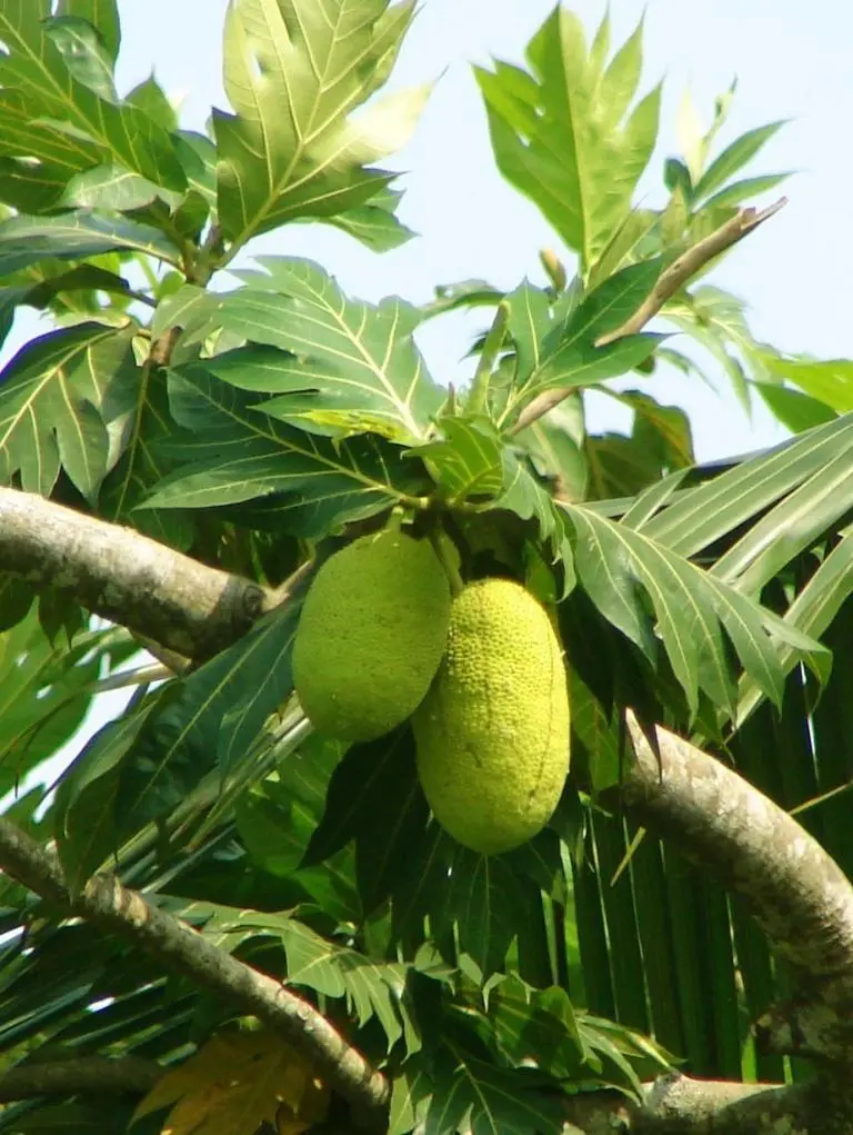 antipolo-tree-with-fruit