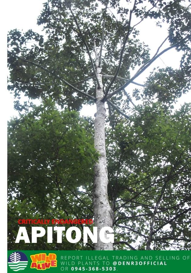 apitong-tree