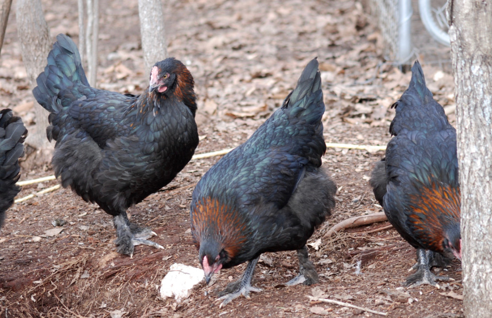 black-cooper-marans-chicken-hen