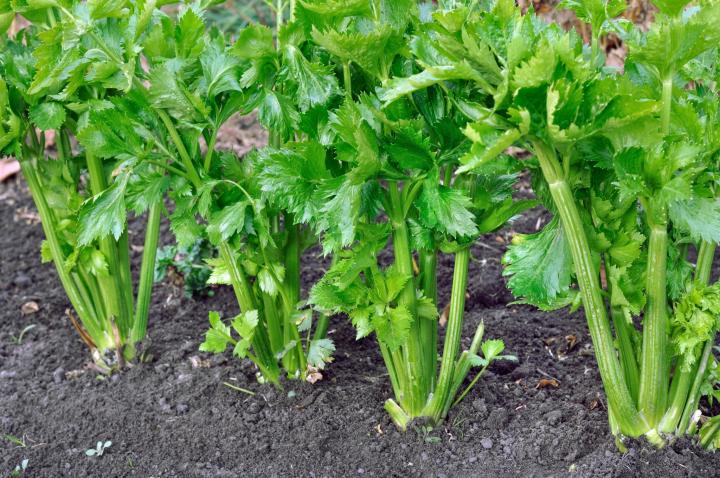 celery-farming