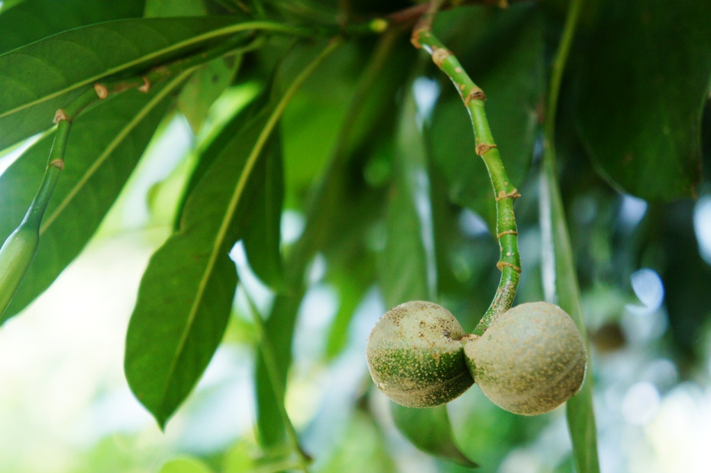 Bayag-usa tree with fruit