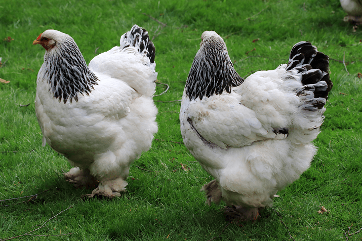 light-brahma-chicken-Friendliest Chickens for Kids