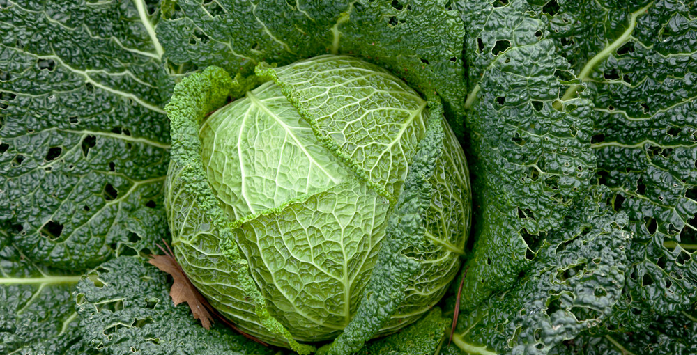 savoy-cabbage-farming