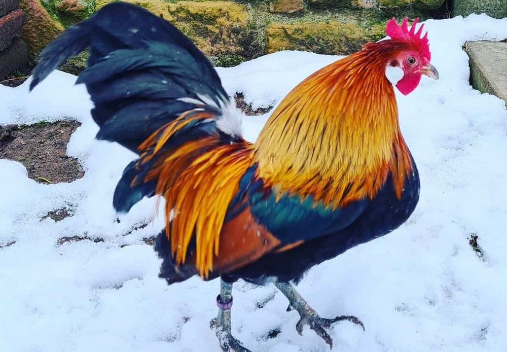 Dutch Bantam rooster