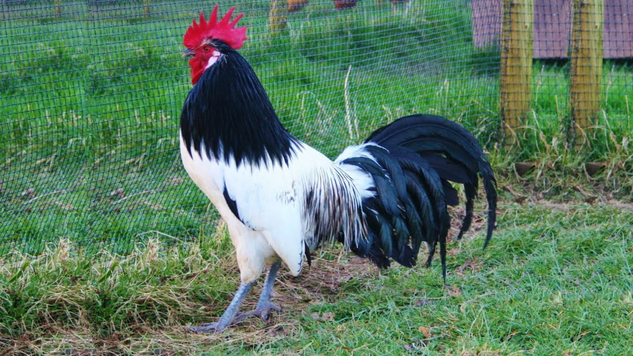 Lakenvelder Rooster Most Aggressive Chicken Breeds