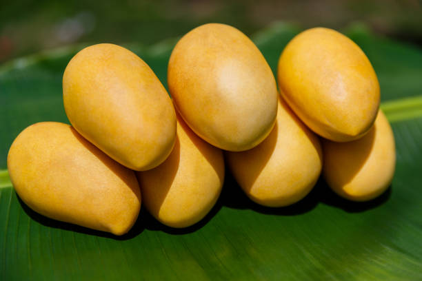 Mango Health Benefits