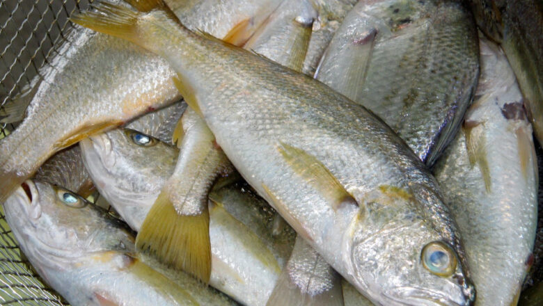 Abo Fish/Alakaak: Croaker Description, Uses, and Benefits