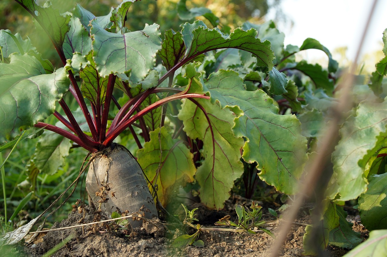 container gardening beets