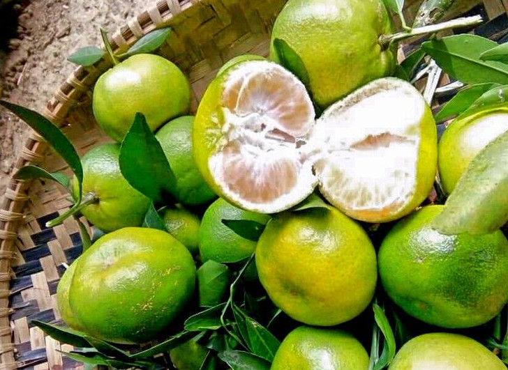 benefits-of-citrus