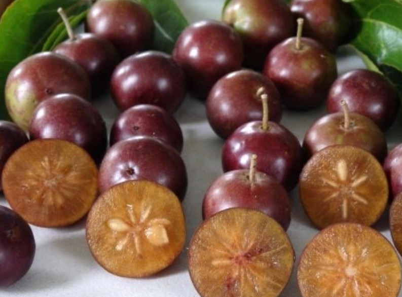 benefits-of-governors-plum