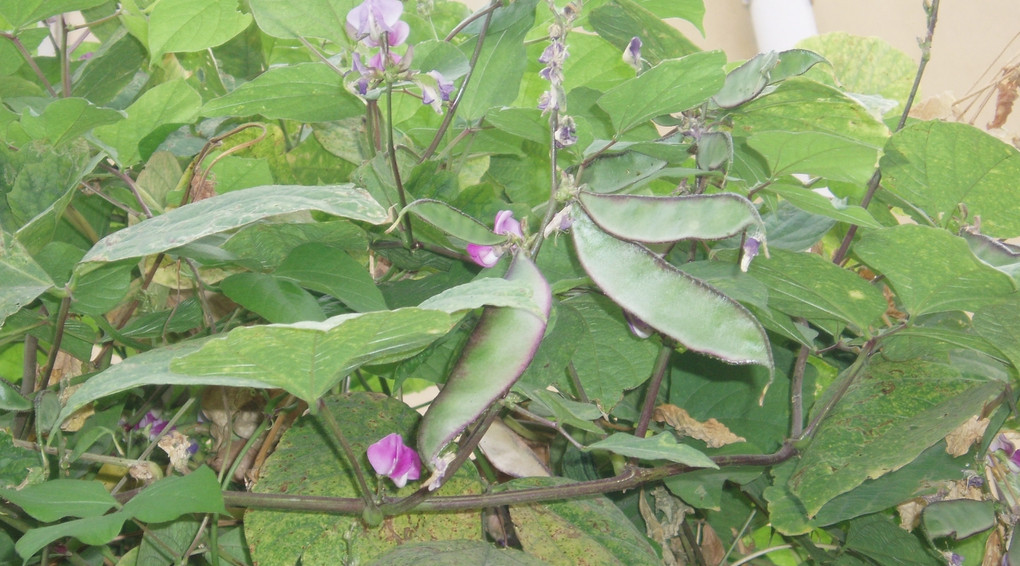 benefits-of-hyacith-beans