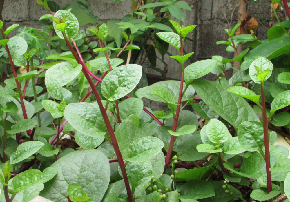 benefits-of-malabar-spinach