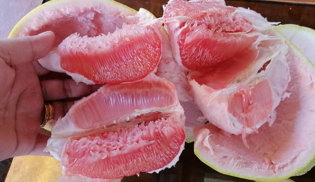 Pomelo, also called Suha, Lucban, and Cabugao or Kabugaw in different parts of the Philippines