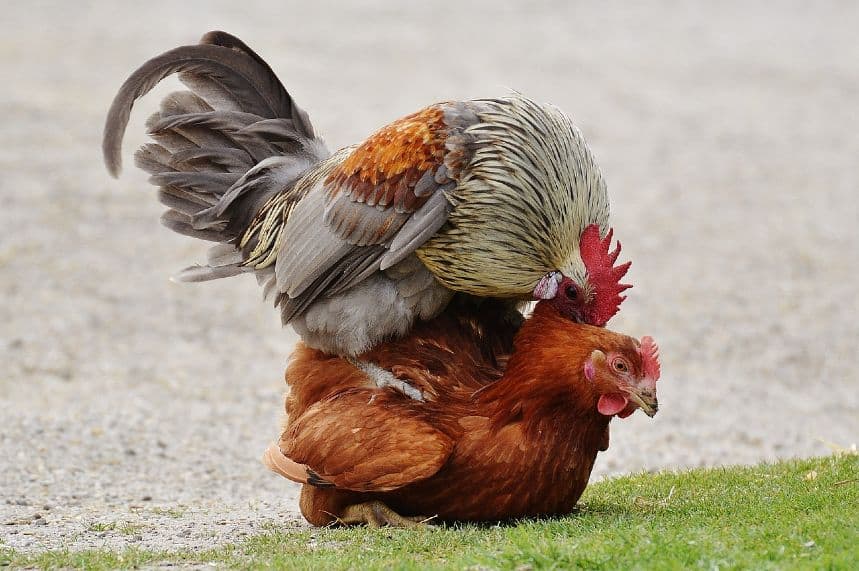 chicken-mating