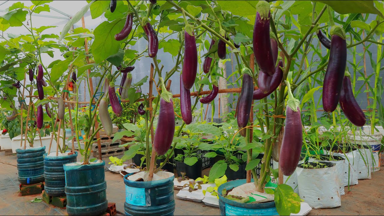 container-gardening-eggplant