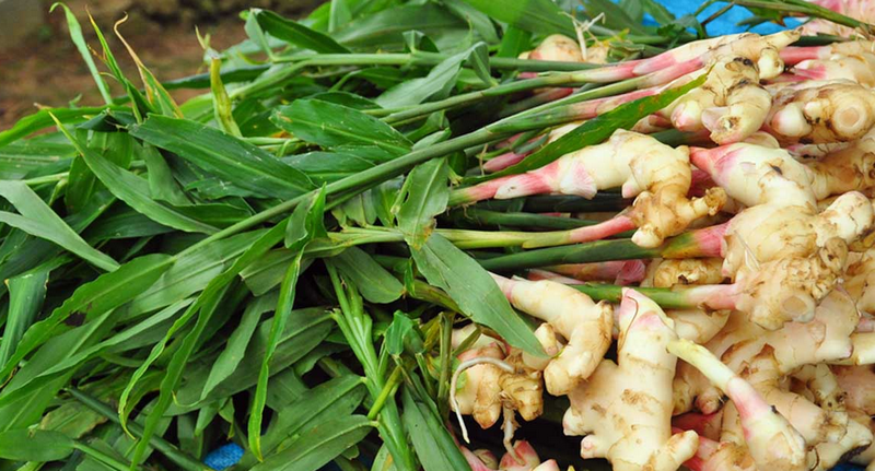 Ginger Profitable Root Crops 