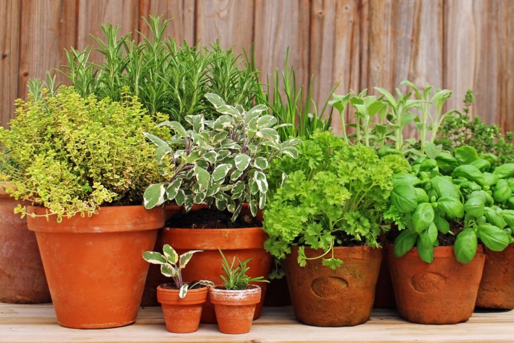 herbs-in-pots