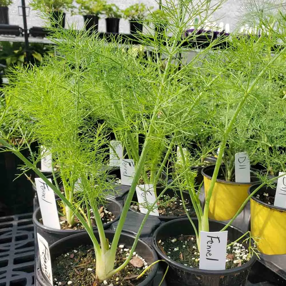 how-to-plant-and-grow-fennel