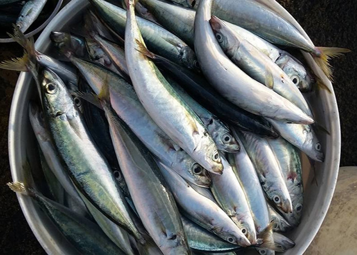 mackerel-scad-benefits