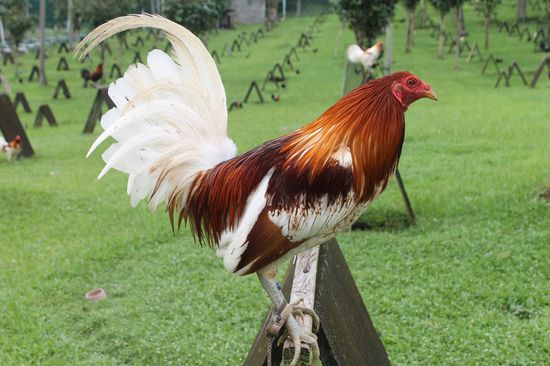pyle-gamefowl-rooster