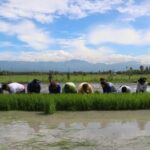 Hybrid Rice Demo Farm Targets 275 Tons in Davao Del Sur Town