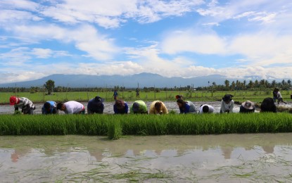 rice-demo-farm