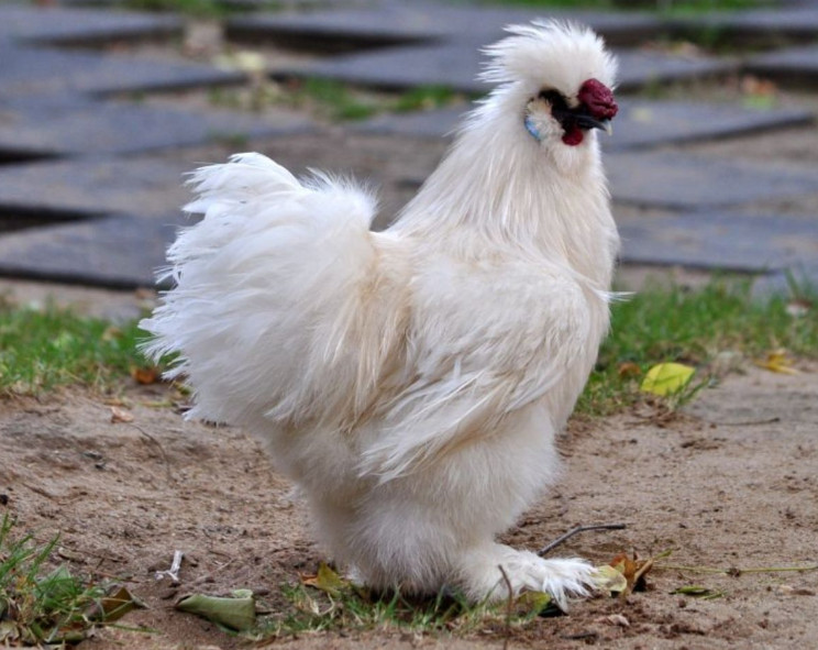 silkie-rooster