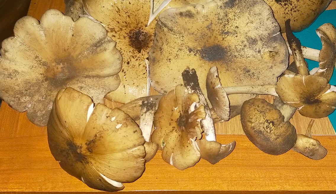 thunder-mushroom
