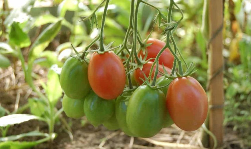 Container Gardening tomatoes