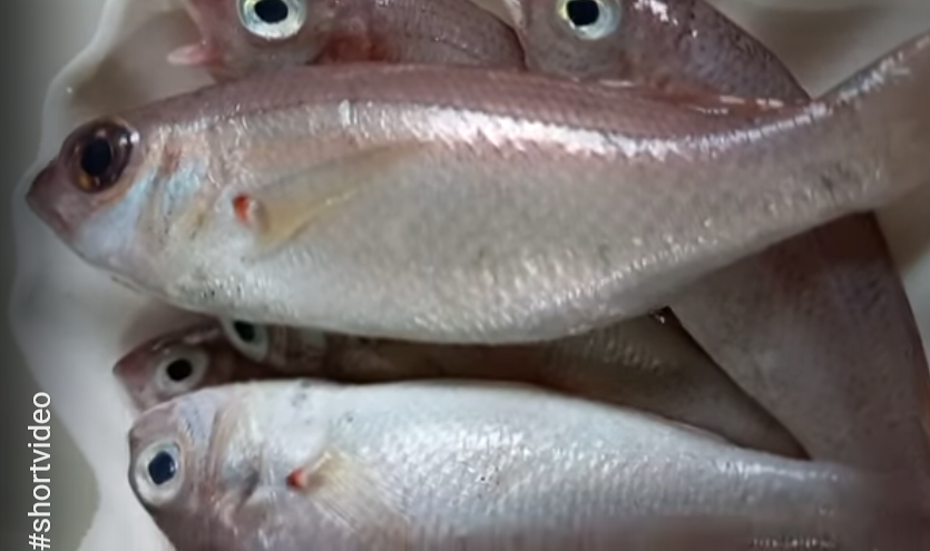 upos-upos-fish
