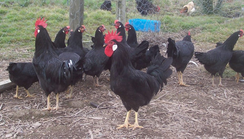A flock of Minorca chickens