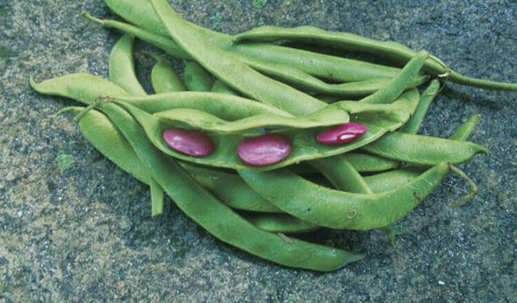 10 Health Benefits of Runner Beans, Description, and Side Effects