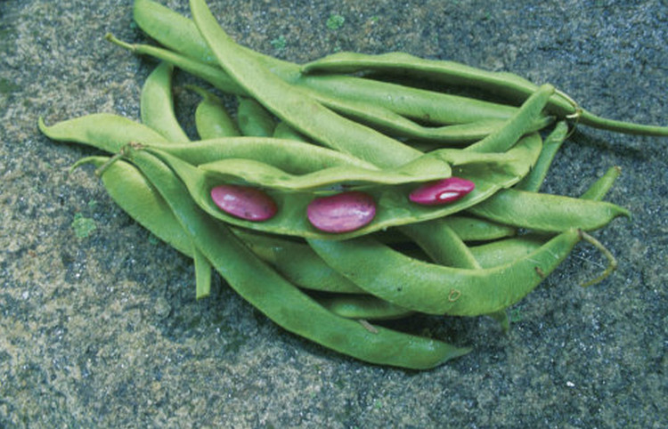 Runner bean pods and seeds
