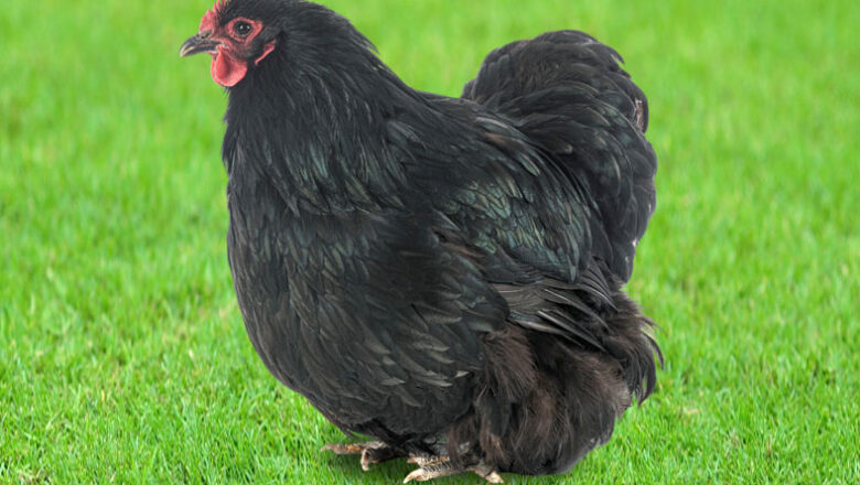 8 Fascinating Big Black Chicken Breeds
