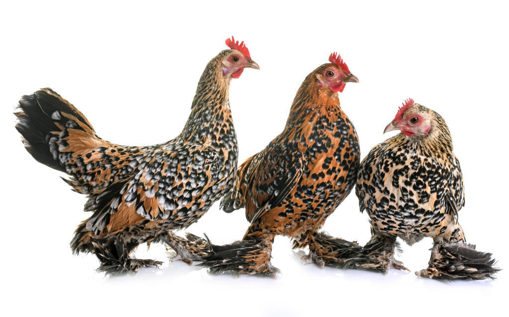 Booted-Bantam-chickens-with-feathered-feet
