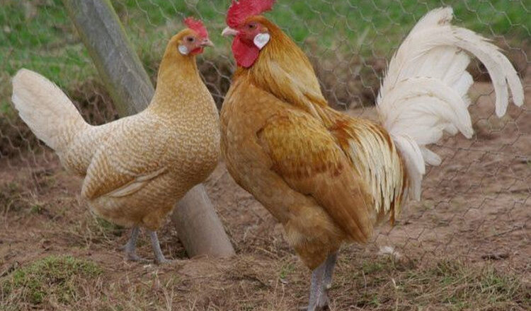 Friesian Chicken: Characteristics, History, Behavior, and Temperament