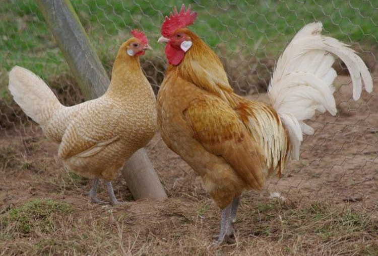 Friesian-Chicken