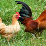 What is Nankin Bantam Chicken: Characteristics, History, Behavior, and Temperament