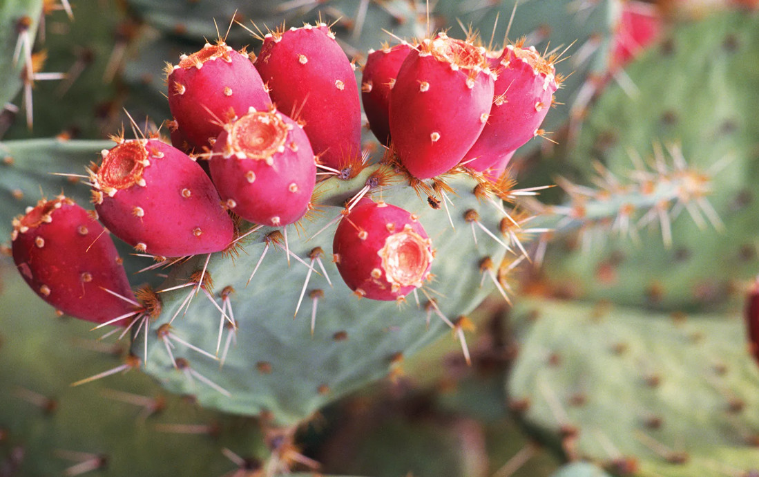 Prickly-pear-for-egg-laying-hens