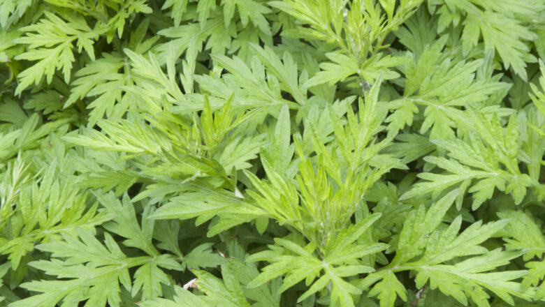 Artamisa: 9 Health Benefits of Artemisia, Medicinal Uses, and Side Effects