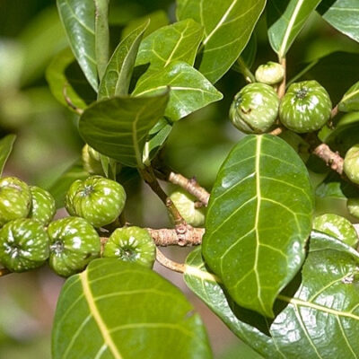 Hauili: 12 Medicinal and Health Benefits of Ficus Septica, Description, and Side Effects