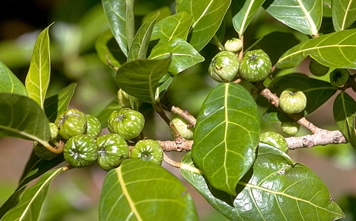 benefits-of-Ficus-septica-hauili-tree