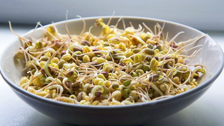 Togue: 12 Health Benefits of Mung Bean Sprouts, Description, and Side Effects