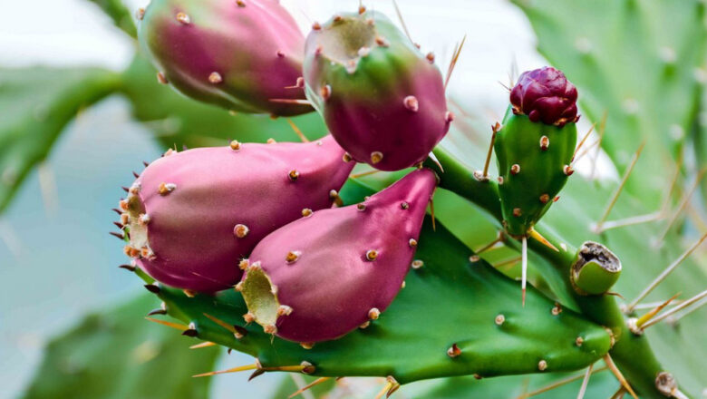 11 Health Benefits of Prickly Pear, Description, and Side Effects