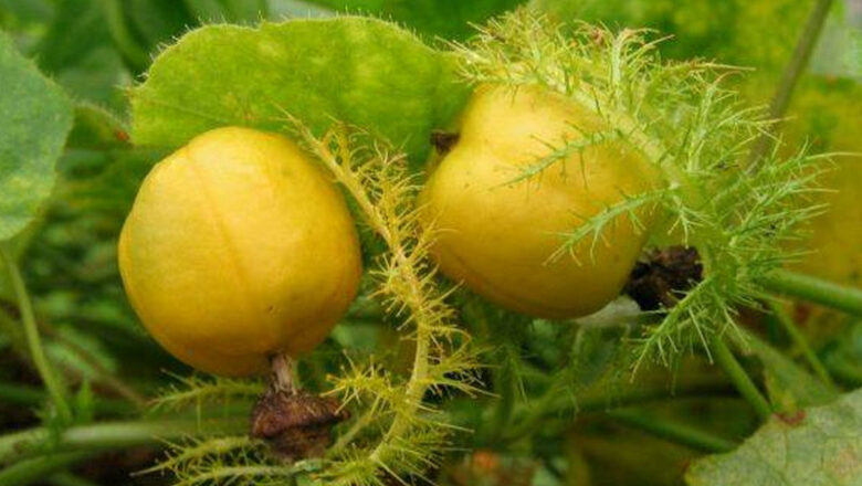 Marya-Marya: 10 Health Benefits of Bush Passion Fruit, Description, and Side Effects