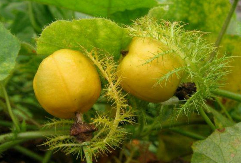 benefits-of-bush-passion-fruit
