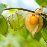 Tino-Tino: 11 Health Benefits of Cape Gooseberry, Description, and Side Effects
