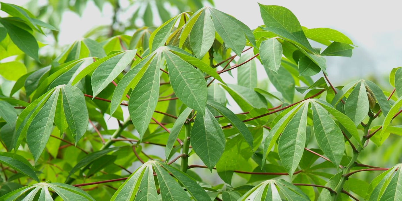 benefits-of-cassava-leaves