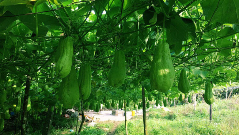 Sayote Farming: How to Plant and Grow Chayote