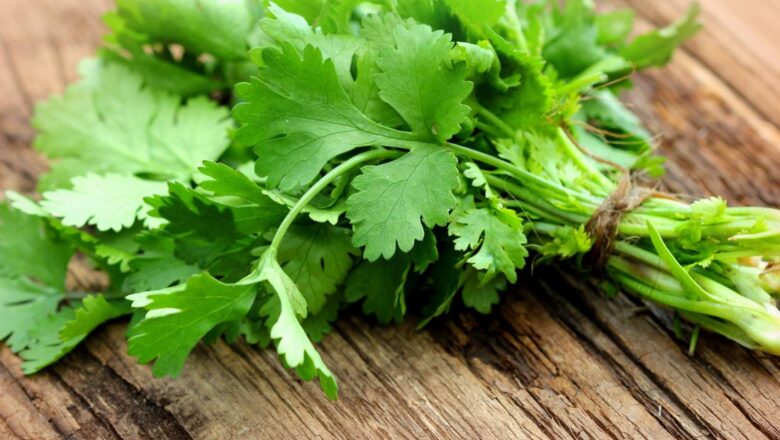 Wansoy: 11 Health Benefits of Coriander, Description, and Side Effects